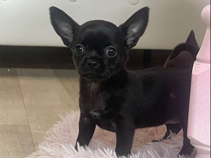 Chiots chihuahua femelle