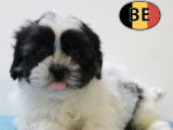 Adorables chiots Lhassa Apso blanc et noir à vendre