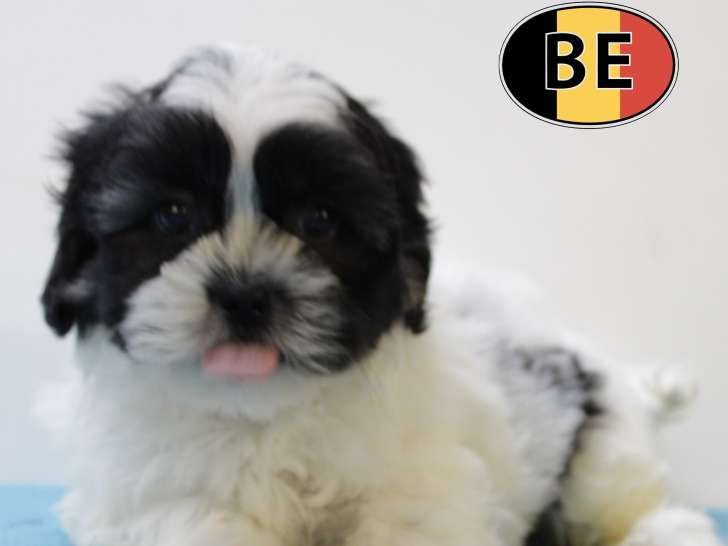 Adorables chiots Lhassa Apso blanc et noir à vendre