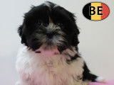 Adorables chiots Lhassa Apso blanc et noir à vendre
