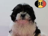 Adorables chiots Lhassa Apso blanc et noir à vendre