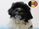 Adorables chiots Lhassa Apso blanc et noir à vendre
