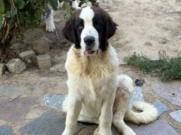 À vendre 3 chiots mâles Landseer (LOF)
