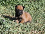 3 chiots Bergers Belges Malinois LOF fauves à réserver