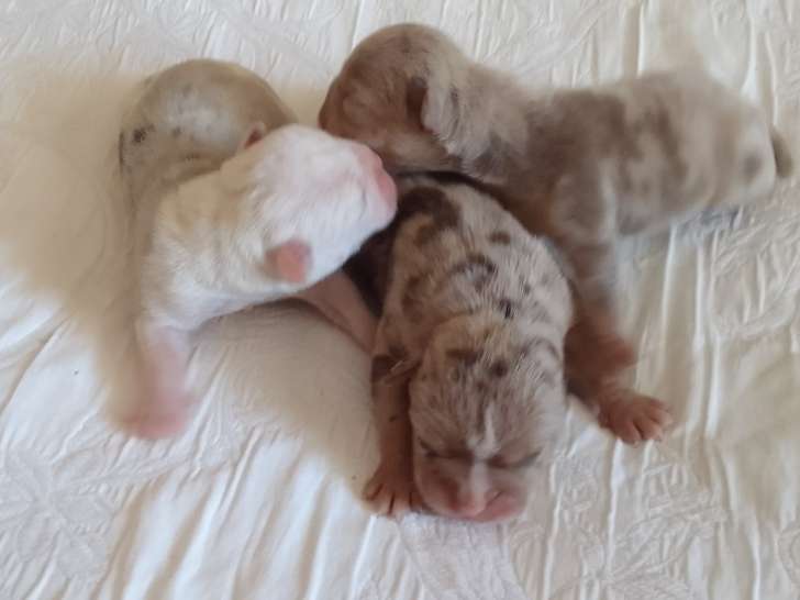 Chiots de race New Olde English Bulldogge à vendre (3 femelles & 3 mâles)