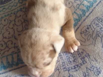 Femelle lilac merle trico