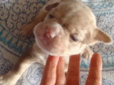Femelle lilac merle trico yeux bleus