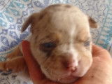 Femelle lilac merle trico yeux bleus