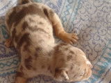 Femelle trico tan choco blanc yeux Bleus