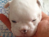 Chiots de race Olde English Bulldogge à vendre (3 femelles & 3 mâles)
