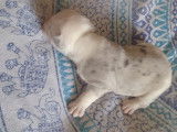 Femelle sylver merle trico