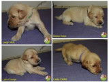 Des chiots Golden Retrievers LOF à réserver