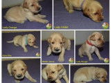 Des chiots Golden Retrievers LOF à réserver