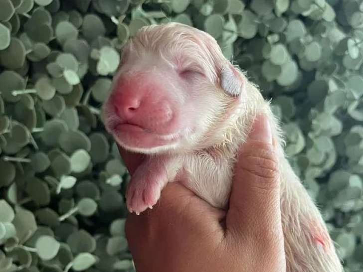 7 chiots Bergers Blancs Suisses à réserver (LOF)