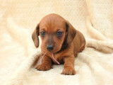 3 chiots Teckels Nains LOF à vendre