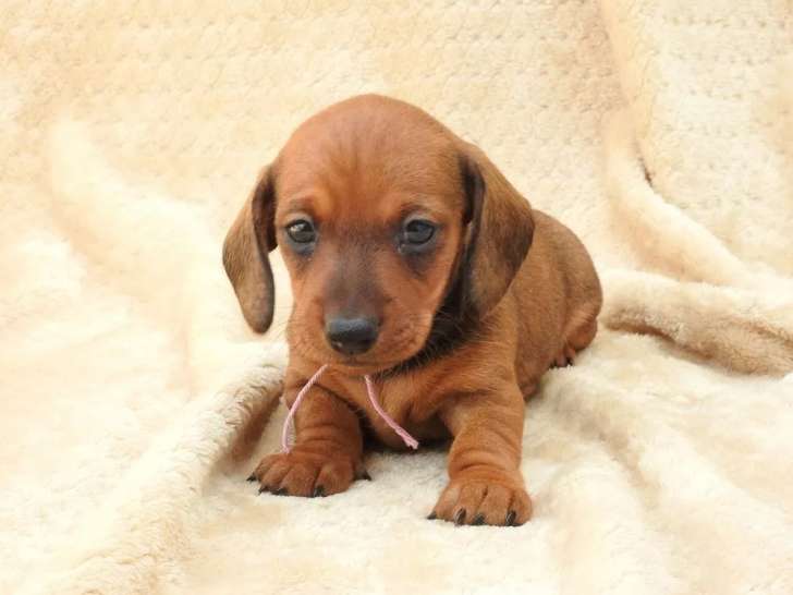3 chiots Teckels Nains LOF à vendre