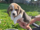 Chiots Beagles LOF disponibles à la réservation