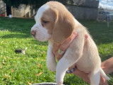 Chiots Beagles LOF disponibles à la réservation