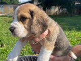 Chiots Beagles LOF disponibles à la réservation