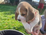 Chiots Beagles LOF disponibles à la réservation