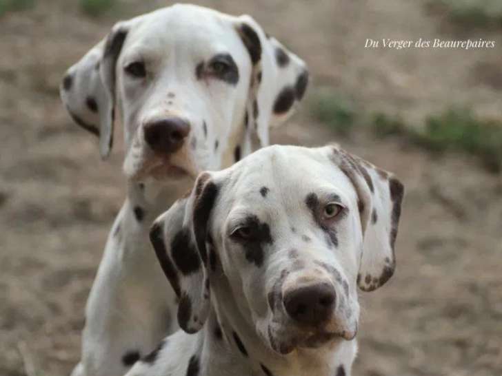 2 chiots mâles Dalmatiens disponibles à la vente (LOF)
