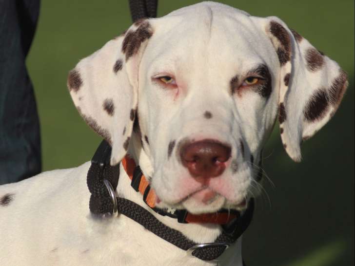 2 chiots mâles Dalmatiens disponibles de suite à la vente (LOF)