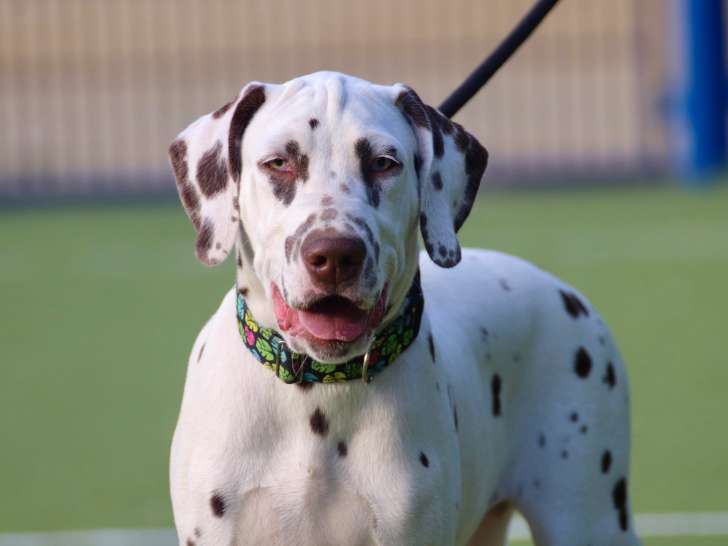 Chiot Dalmatien mâle LOF disponible de suite