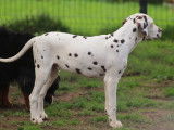 Chiot Dalmatien mâle LOF disponible de suite