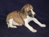 Chiots Whippets à vendre (LOF)