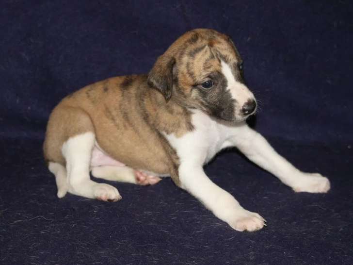 Chiots Whippets à vendre (LOF)