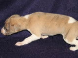 Chiots Whippets à vendre (LOF)