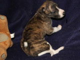 Chiots Whippets à vendre (LOF)