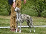 Chiots Whippets à vendre (LOF)