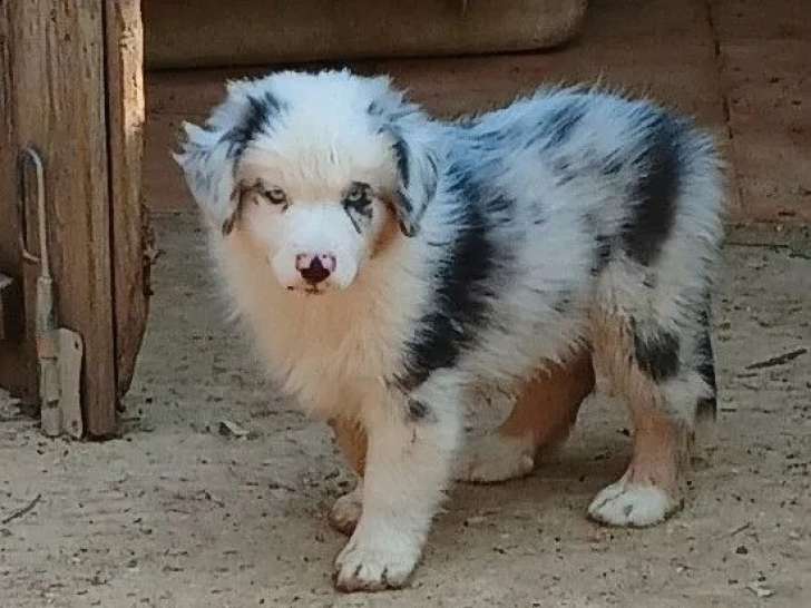 2 chiots Bergers Australiens LOF disponibles pour vente