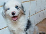 2 chiots Bergers Australiens LOF disponibles pour vente