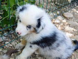 2 chiots Bergers Australiens LOF disponibles pour vente