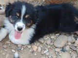 2 chiots Bergers Australiens LOF disponibles pour vente
