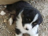 2 chiots Bergers Australiens LOF disponibles pour vente