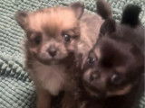 À réserver, 1 chiot mâle Chihuahua (LOF)
