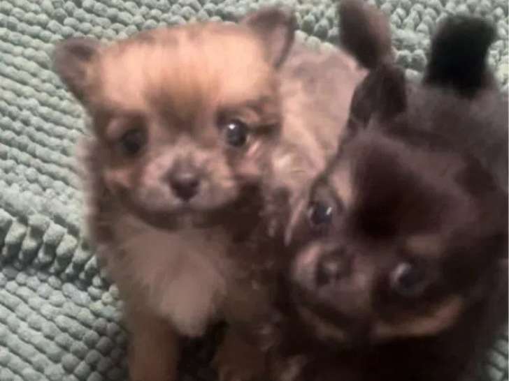 À réserver, 1 chiot mâle Chihuahua (LOF)