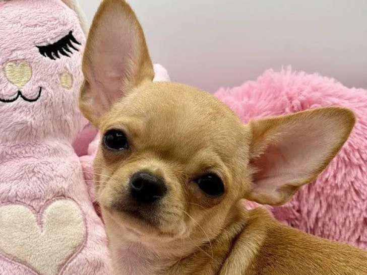 2 chiots Chihuahuas disponibles à la vente (LOF)