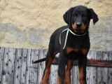 À vendre, 2 chiots Beaucerons LOF