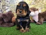 8 chiots Cockers Anglais disponibles à la réservation (LOF)