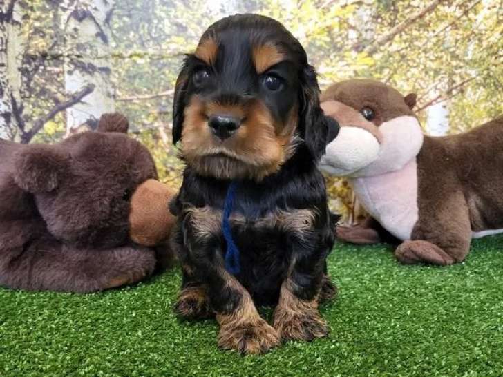 8 chiots Cockers Anglais disponibles à la réservation (LOF)