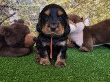 8 chiots Cockers Anglais disponibles à la réservation (LOF)