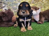 8 chiots Cockers Anglais disponibles à la réservation (LOF)