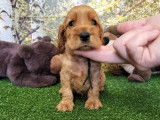 8 chiots Cockers Anglais disponibles à la réservation (LOF)