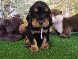 8 chiots Cockers Anglais disponibles à la réservation (LOF)