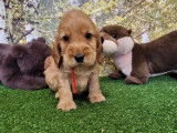 8 chiots Cockers Anglais disponibles à la réservation (LOF)