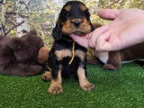 8 chiots Cockers Anglais disponibles à la réservation (LOF)